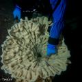 Glass Sponges of Howe Sound
