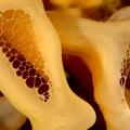 Glass Sponges of Howe Sound