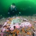 Diver observing commemorative plaque