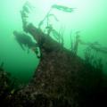 Pt Grey keel