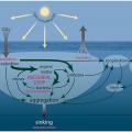 Marine Phytoplankton