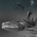 Jett Britnell, uw photographer  Topic: "The Shark Connection" 